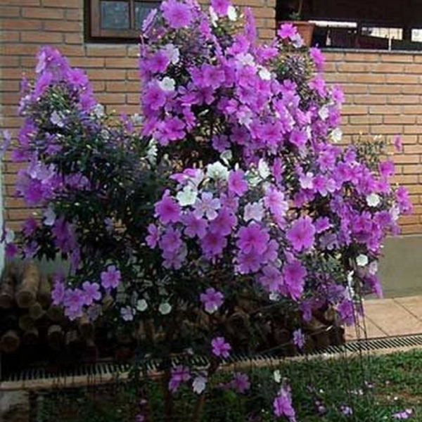 Lovely Flowering Tree Ideas For Home Yard To Copy Now 01
