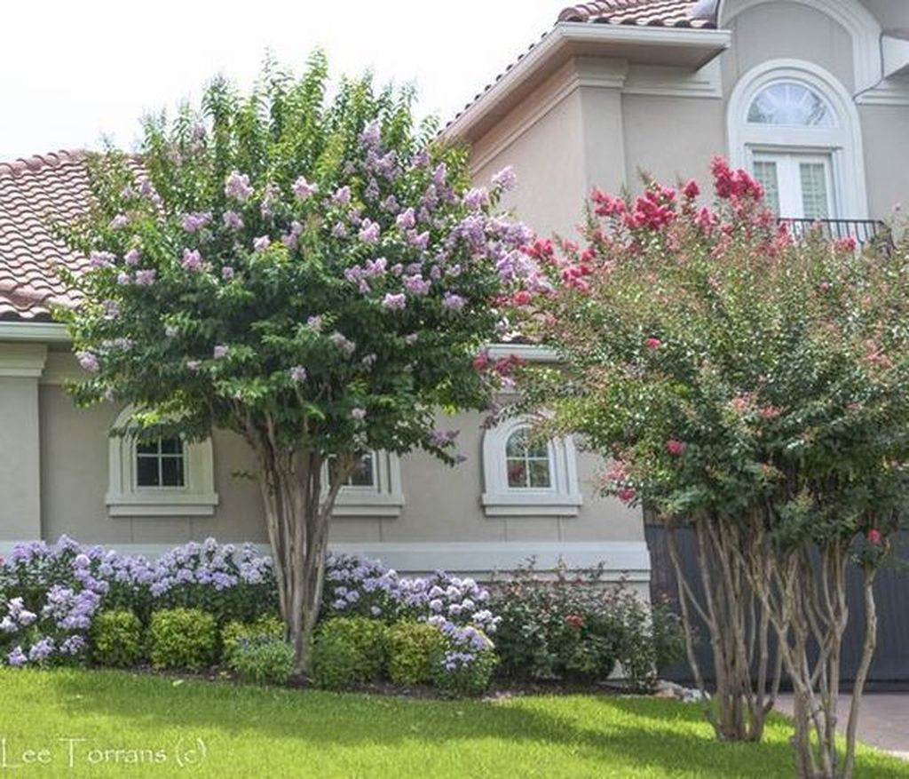 Lovely Flowering Tree Ideas For Home Yard To Copy Now 02