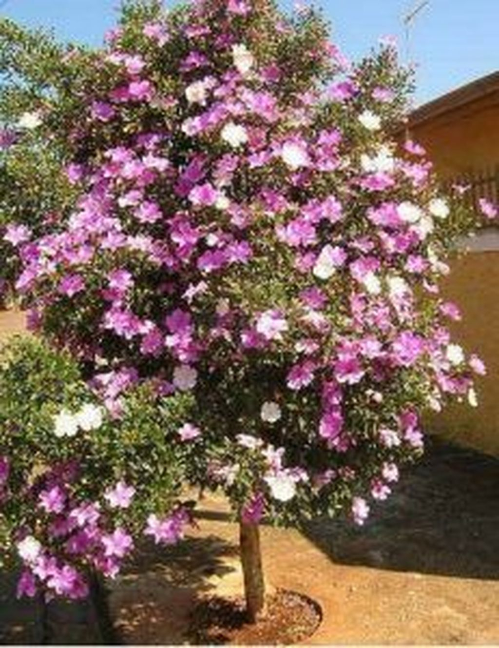 Lovely Flowering Tree Ideas For Home Yard To Copy Now 03