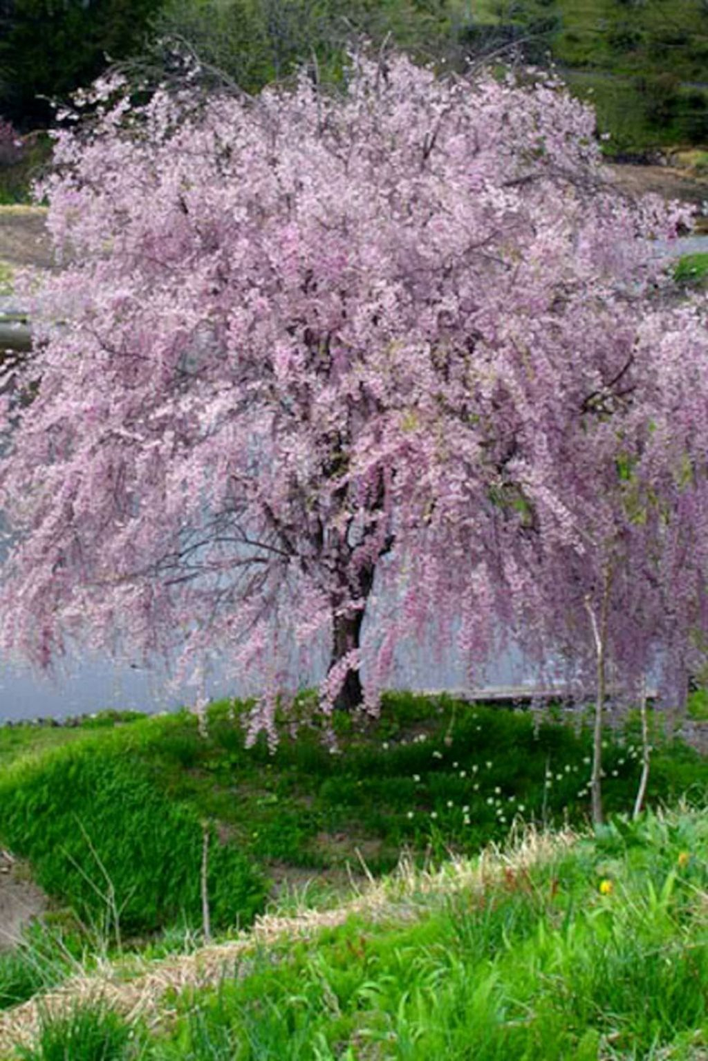 Lovely Flowering Tree Ideas For Home Yard To Copy Now 04