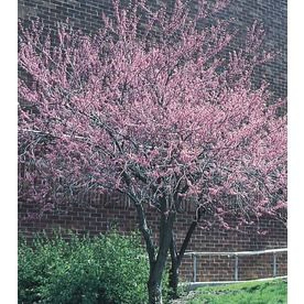 Lovely Flowering Tree Ideas For Home Yard To Copy Now 06