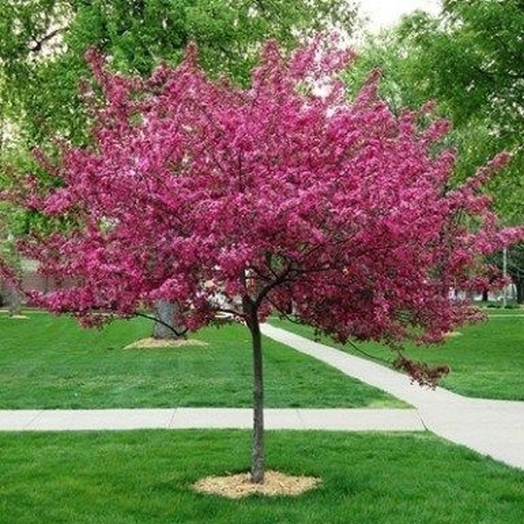 Lovely Flowering Tree Ideas For Home Yard To Copy Now 09