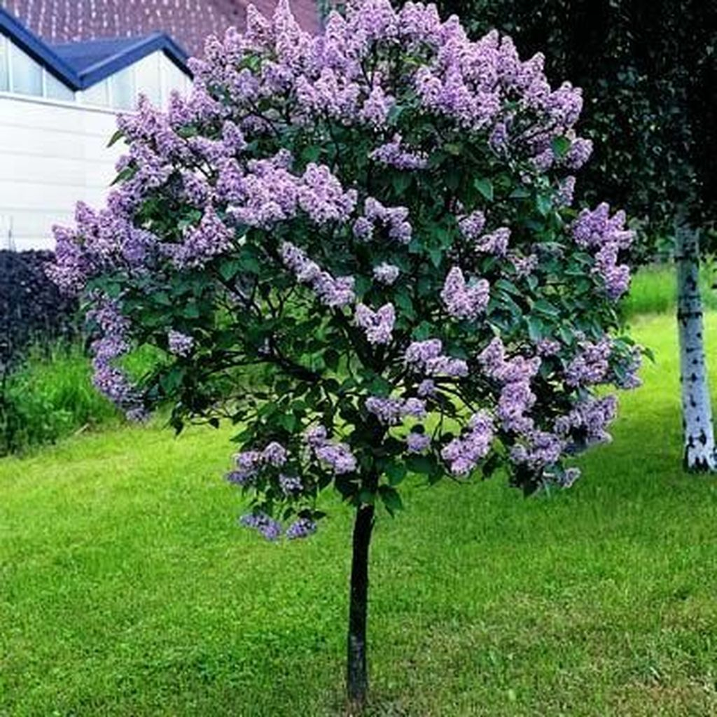 Lovely Flowering Tree Ideas For Home Yard To Copy Now 14