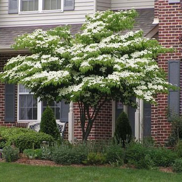 Lovely Flowering Tree Ideas For Home Yard To Copy Now 16
