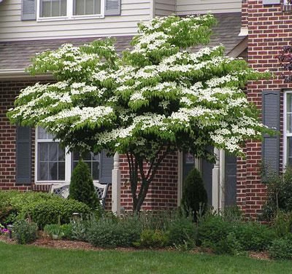 Lovely Flowering Tree Ideas For Home Yard To Copy Now 16