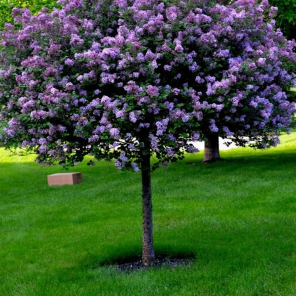 Lovely Flowering Tree Ideas For Home Yard To Copy Now 19
