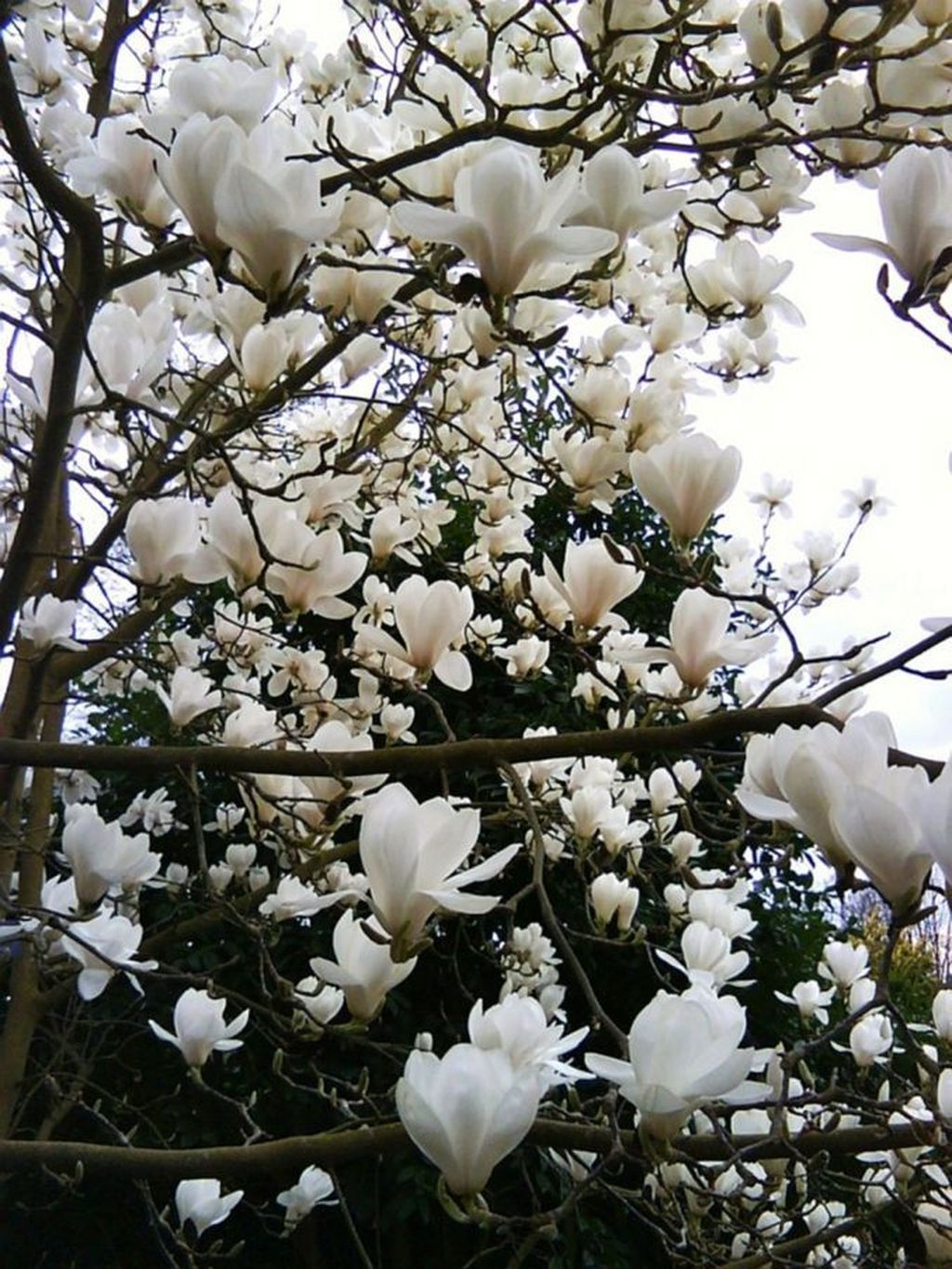 Lovely Flowering Tree Ideas For Home Yard To Copy Now 20