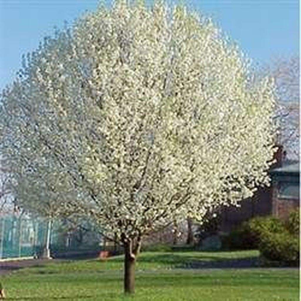 Lovely Flowering Tree Ideas For Home Yard To Copy Now 22