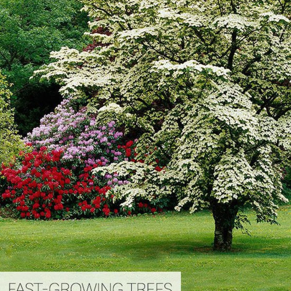 Lovely Flowering Tree Ideas For Home Yard To Copy Now 23