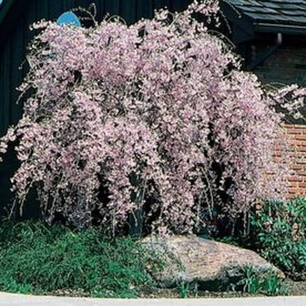 Lovely Flowering Tree Ideas For Home Yard To Copy Now 24