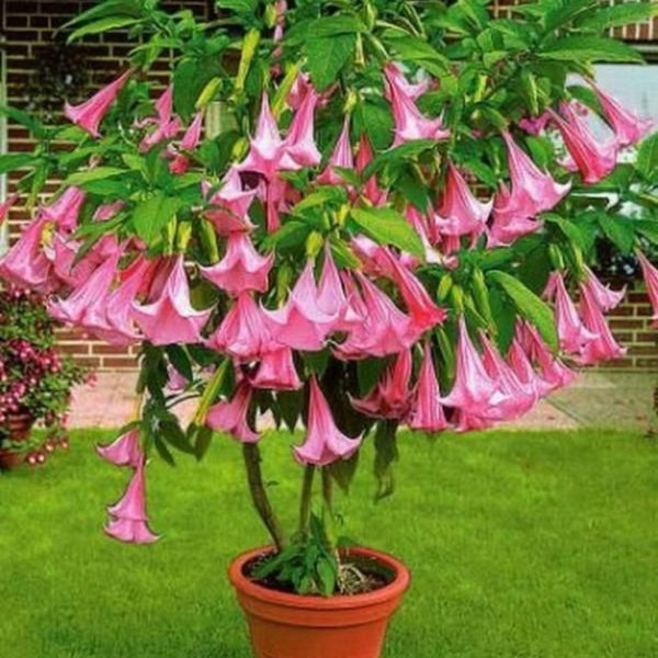 Lovely Flowering Tree Ideas For Home Yard To Copy Now 25