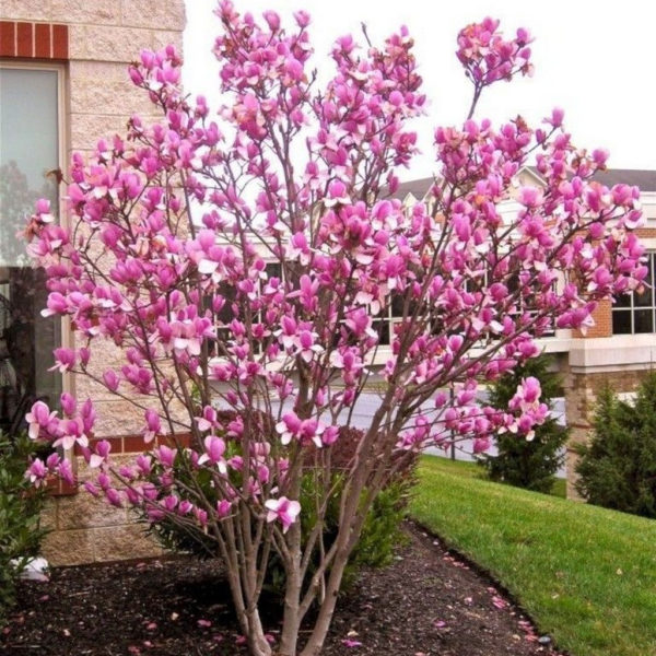 Lovely Flowering Tree Ideas For Home Yard To Copy Now 27