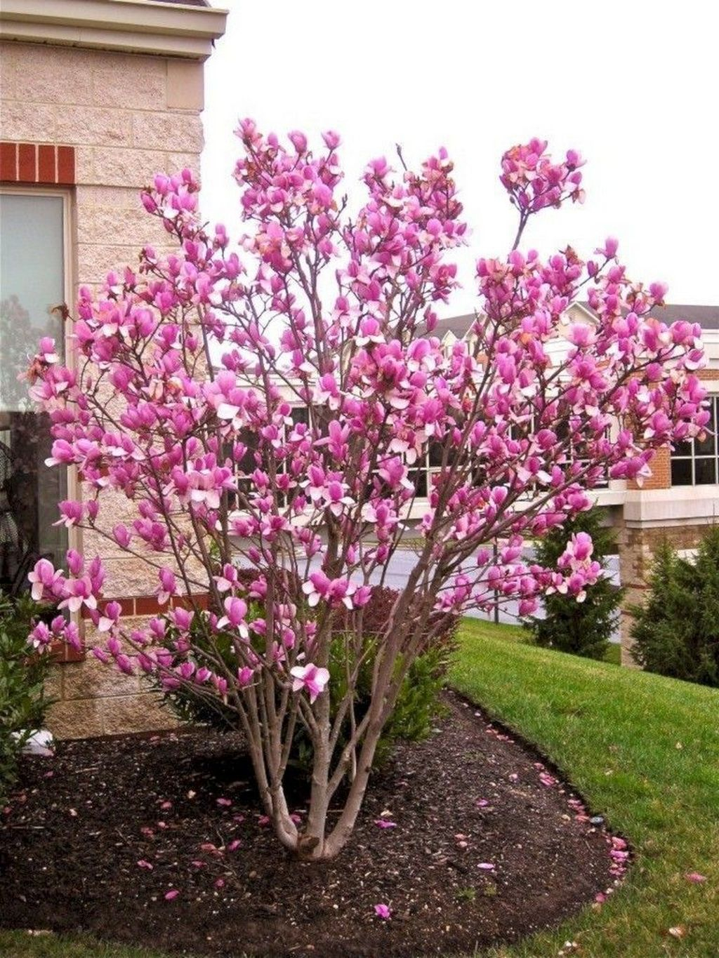 Lovely Flowering Tree Ideas For Home Yard To Copy Now 27