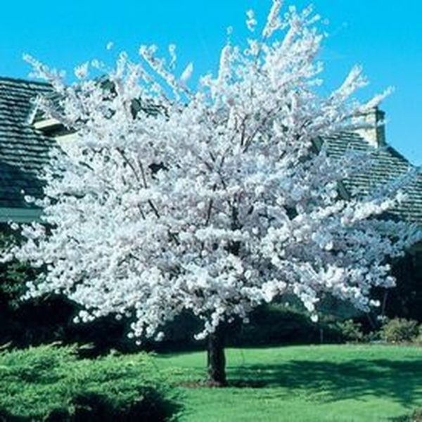 Lovely Flowering Tree Ideas For Home Yard To Copy Now 28