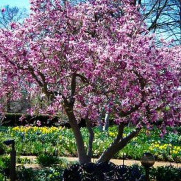 Lovely Flowering Tree Ideas For Home Yard To Copy Now 32