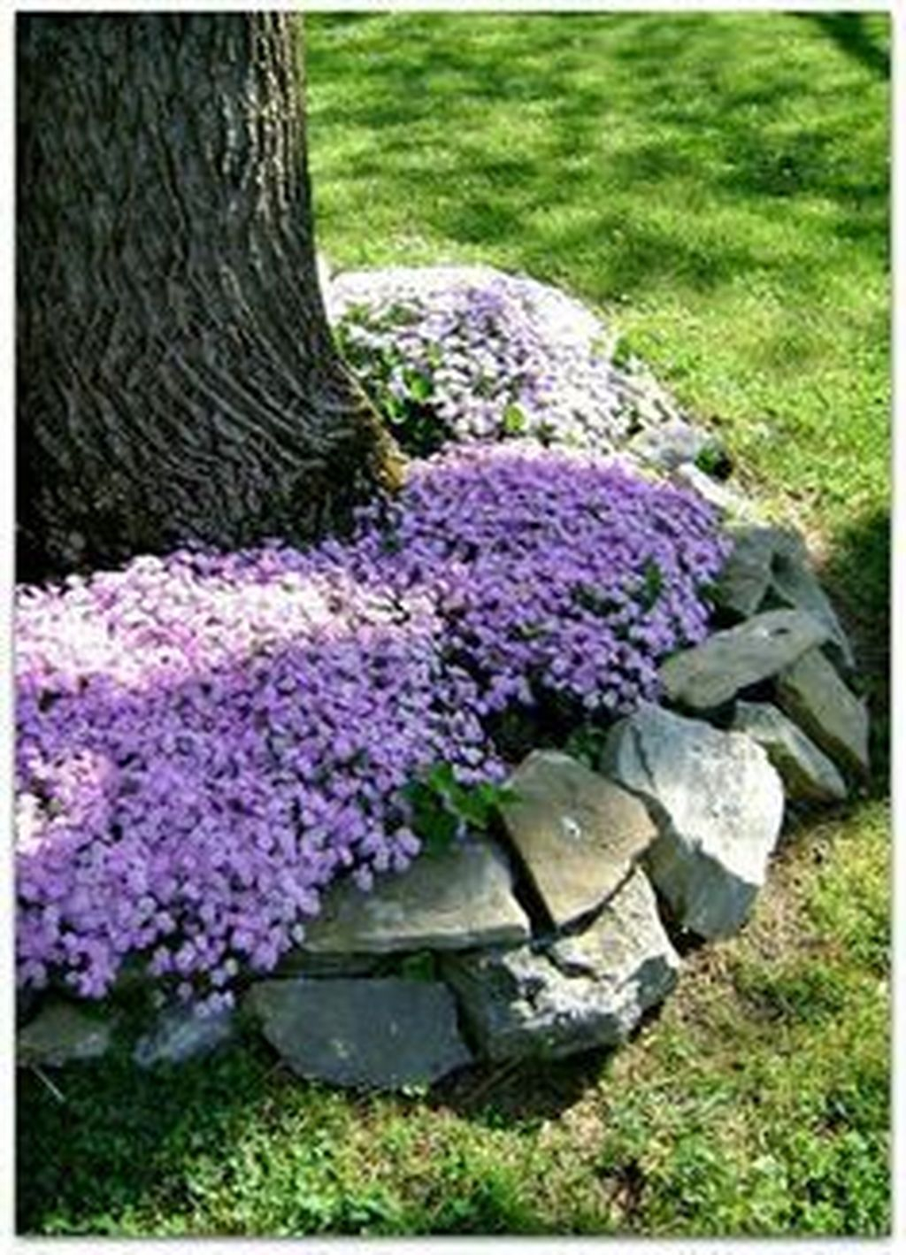 Lovely Flowering Tree Ideas For Home Yard To Copy Now 34