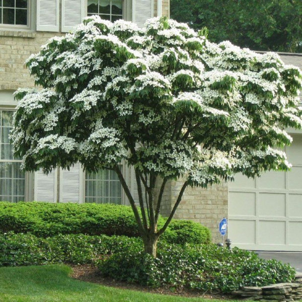 Lovely Flowering Tree Ideas For Home Yard To Copy Now 36