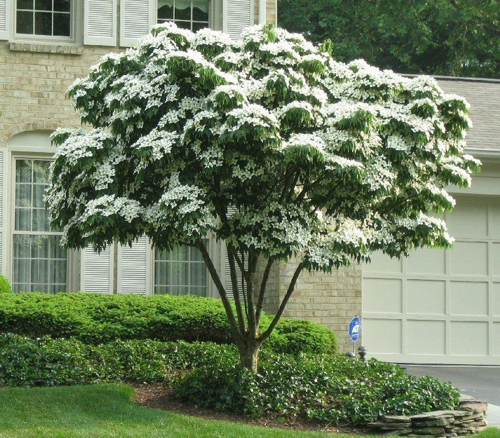 Lovely Flowering Tree Ideas For Home Yard To Copy Now 36