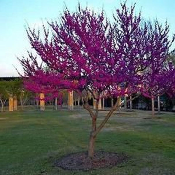 Lovely Flowering Tree Ideas For Home Yard To Copy Now 37