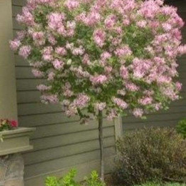 Lovely Flowering Tree Ideas For Home Yard To Copy Now 39