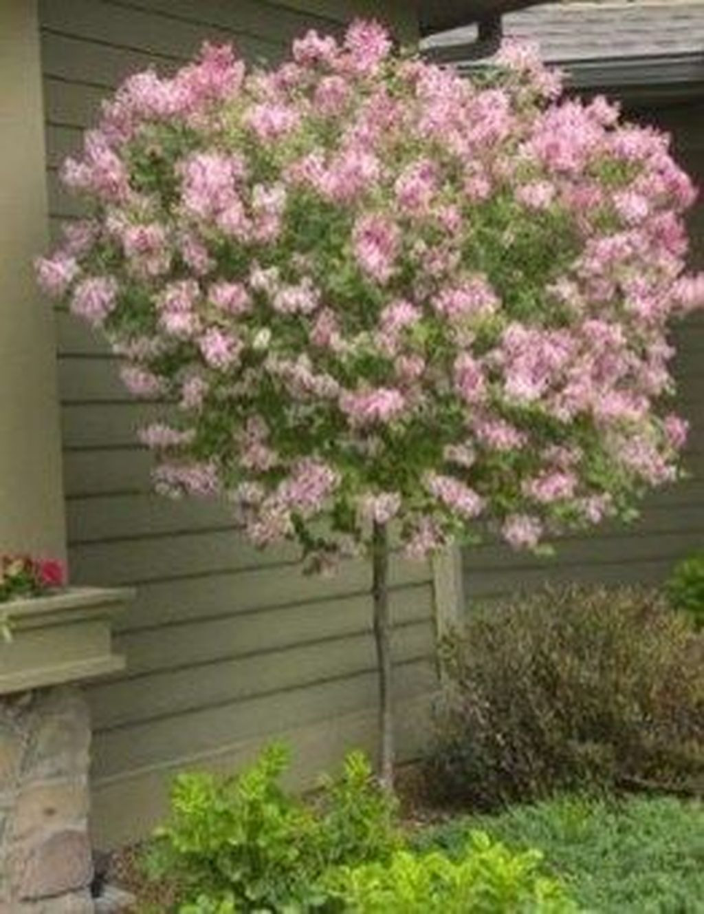 Lovely Flowering Tree Ideas For Home Yard To Copy Now 39
