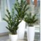 Smart Interior Design Ideas With Plants For Home 28