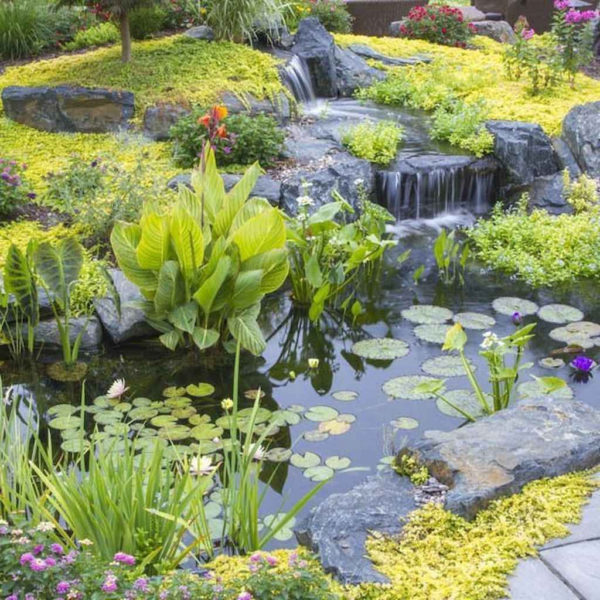 Creative Backyard Ponds Ideas With Waterfalls To Try 15