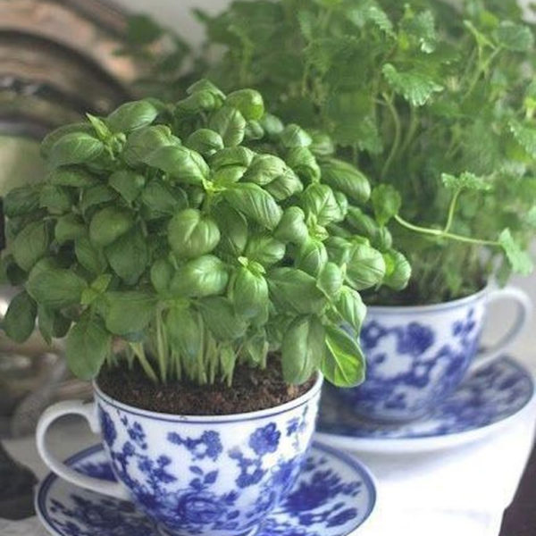 Inspiring Diy Teacup Mini Garden Ideas To Add Bliss To Your Home 16
