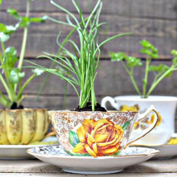 Inspiring Diy Teacup Mini Garden Ideas To Add Bliss To Your Home 37