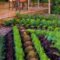 Lovely Vegetable Garden Decoration Ideas For You 25
