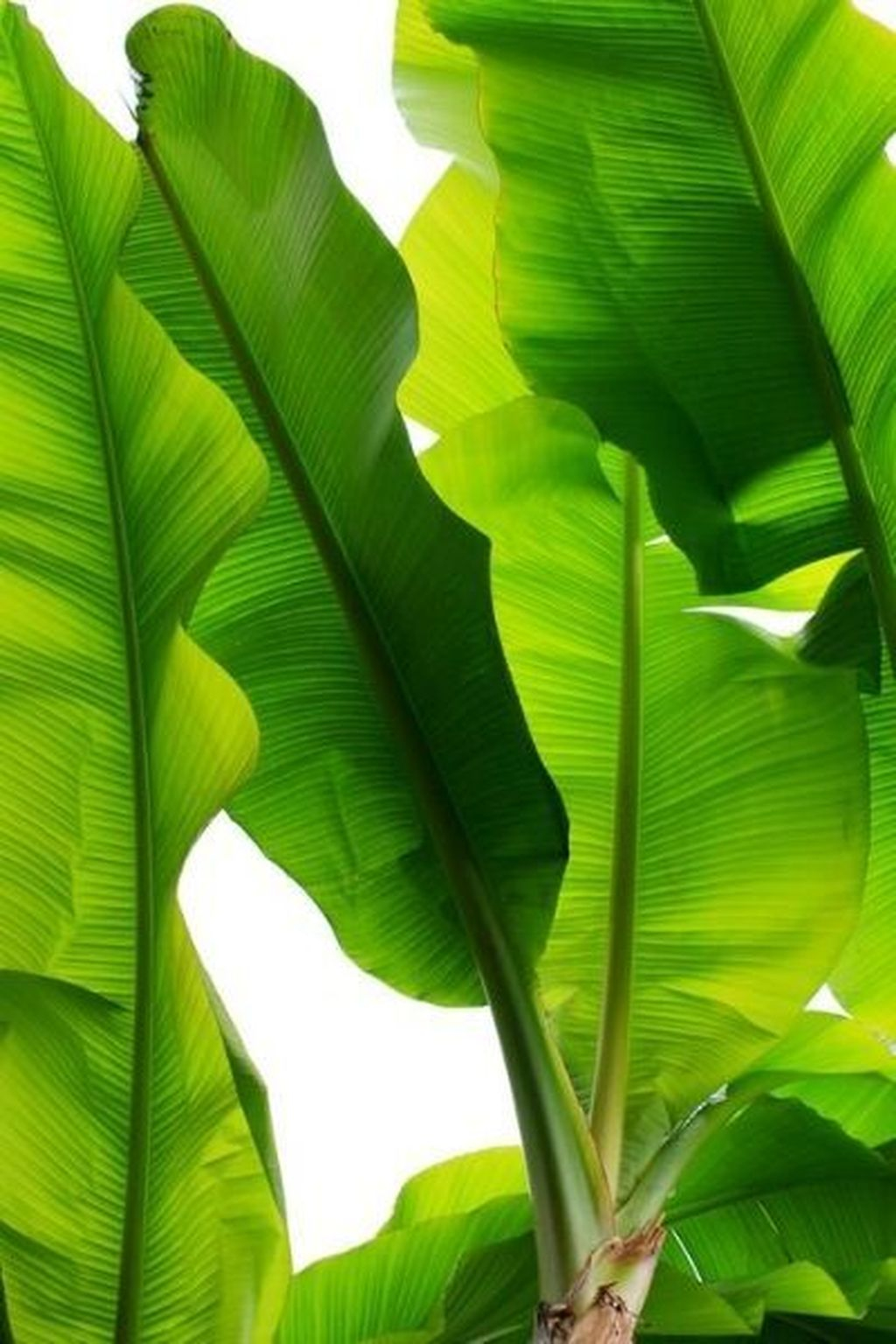 Splendid Tropical Leaf Decor Ideas For Home Design 17