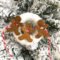 Adorable Diy Christmas Lights Cookies Ideas For Your Décor That Looks Cool37
