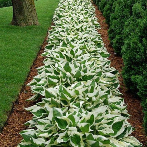 Unique Diy Flower Bed Ideas For Front Yard To Try 11