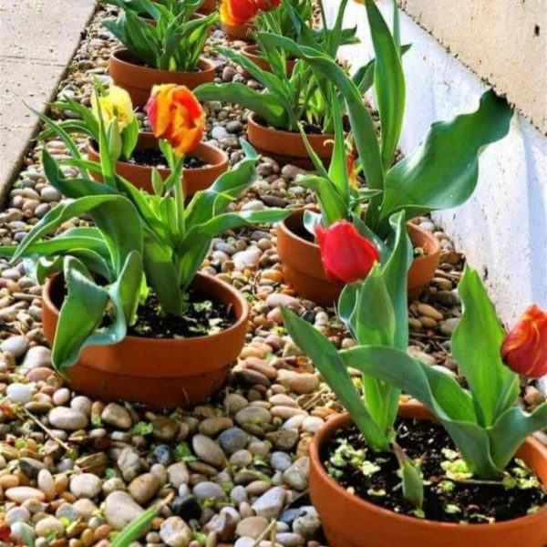Unique Diy Flower Bed Ideas For Front Yard To Try 15