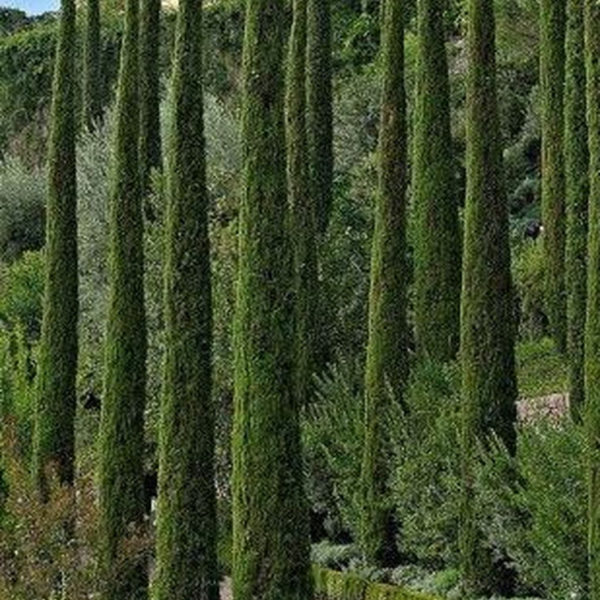 Awesome Mediterranean Garden Design Ideas For Your Backyard 21