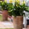 Dreamy Front Door Flower Pots Design Ideas To Increase Your Home Beauty 32