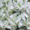 Elegant White Plants Garden Design Ideas For You 04