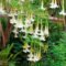 Elegant White Plants Garden Design Ideas For You 06