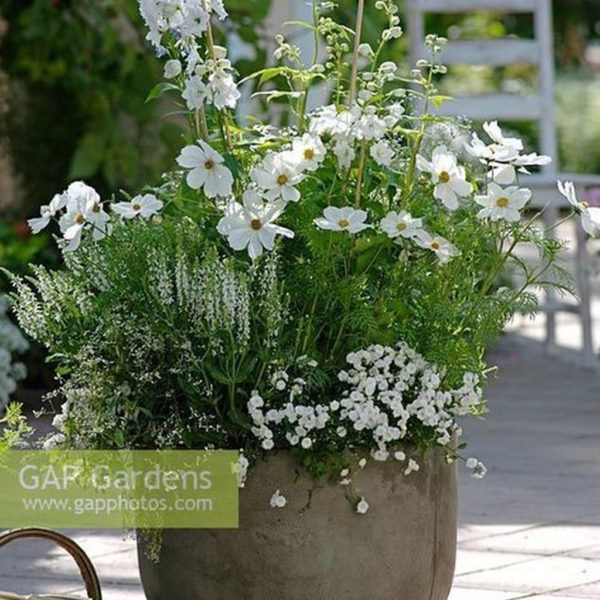 Elegant White Plants Garden Design Ideas For You 10