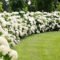 Elegant White Plants Garden Design Ideas For You 13