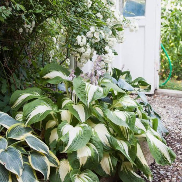 Elegant White Plants Garden Design Ideas For You 14