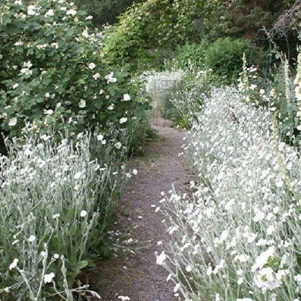 Elegant White Plants Garden Design Ideas For You 15