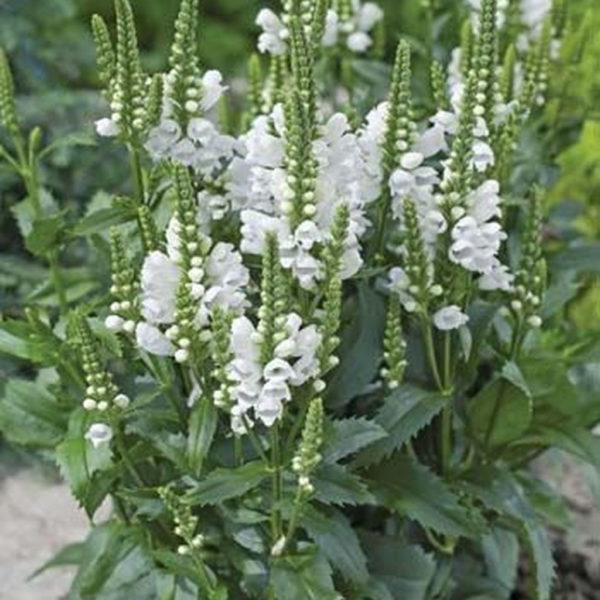 Elegant White Plants Garden Design Ideas For You 18