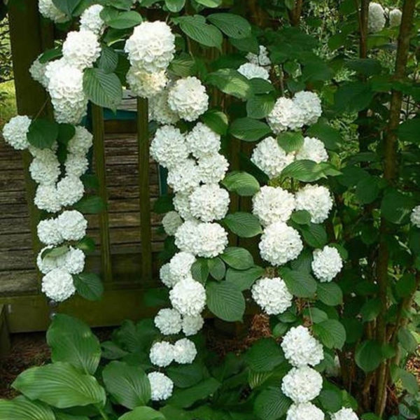 Elegant White Plants Garden Design Ideas For You 19