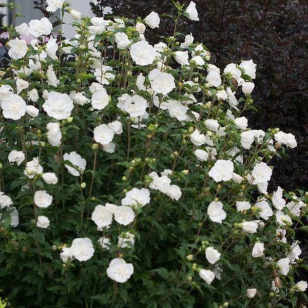 Elegant White Plants Garden Design Ideas For You 22