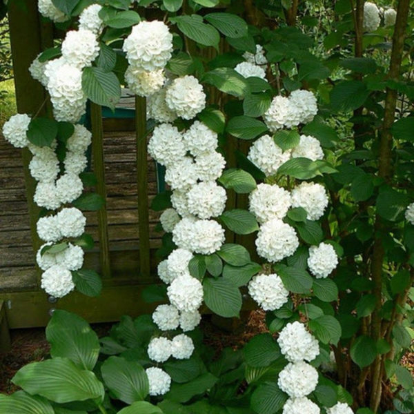 Elegant White Plants Garden Design Ideas For You 25