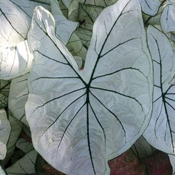 Elegant White Plants Garden Design Ideas For You 26