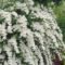 Elegant White Plants Garden Design Ideas For You 28