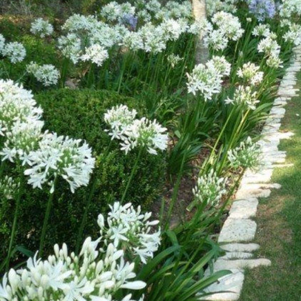 Elegant White Plants Garden Design Ideas For You 32