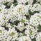 Elegant White Plants Garden Design Ideas For You 33